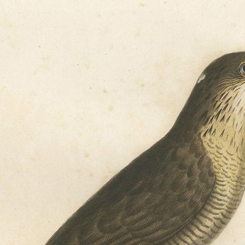 1807 Sharp-Shinned Hawk Illustration - 'L'Epervier rayé' Antique and Handcolored, close-up 3