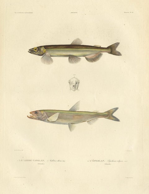 Capelin & Smelt, Antique Ichthyology Print, Greenland, Gaimard Voyage 1842, close-up 6