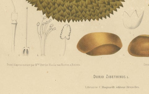 Antique Durian Botanical Chromolithograph by Hoola van Nooten, c. 1880, close-up 1