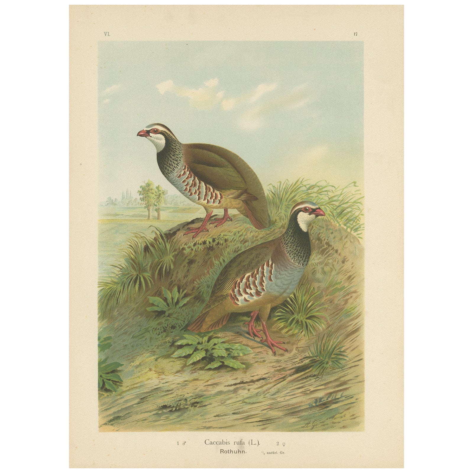 Red-Legged Partridge Pair, Antique Bird Chromolithograph, Caccabis Rufa c.1880