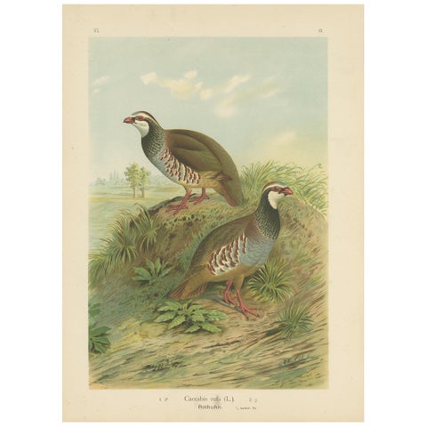 Red-Legged Partridge Pair, Antique Bird Chromolithograph, Caccabis Rufa c.1880