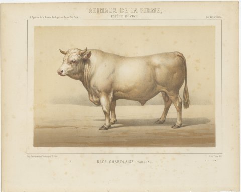Charolais Bull, French Cattle Breed, Antique Chromolithograph by Borie, 1863, view 2