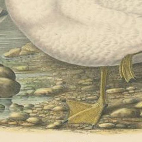 Original Rare Old Bird Print Depicting Cassin's Snow Goose 'Anser Albatus', 1869, close-up 2