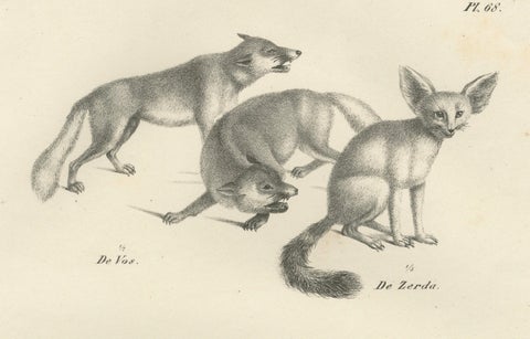 19th-Century Lithograph of Foxes, Fennec Fox, and Senegal Jackal in the Wild, close-up 6