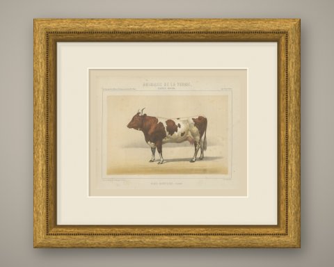 Comtoise Cow, French Cattle Breed, Antique Chromolithograph by Borie, 1863, shown framed