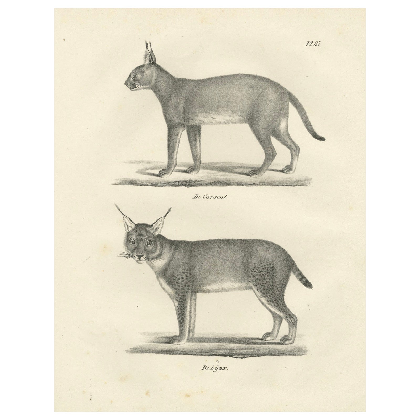19th-Century Lithograph of the Caracal and Lynx in Striking Profiles