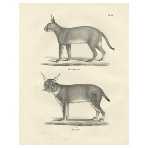 19th-Century Lithograph of the Caracal and Lynx in Striking Profiles