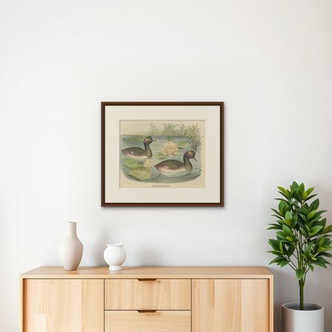 Two Black-Necked Grebes Rare Large Antique Bird Print, 1869, shown framed on a wall
