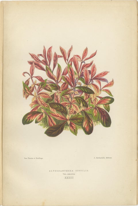 Verdant Splendor: Botanical Illustrations of Foliage from 1880, view 3