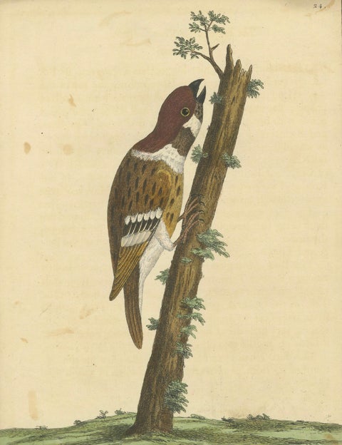 Antique Hand-Colored Engraving of A Hamburgh Treecreeper by Eleazar Albin, 1735, close-up 3