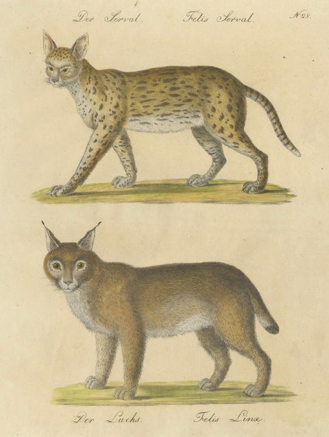 Serval and Eurasian Lynx Natural History Lithograph, Brodtmann, 1816, close-up 1