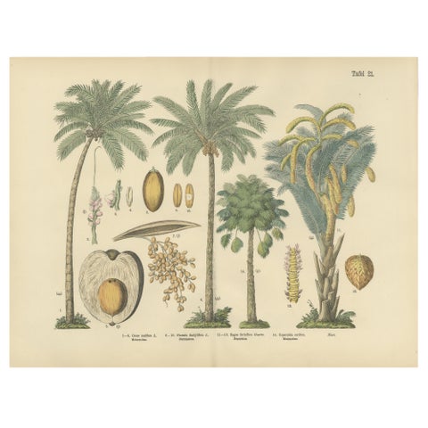 Antique Palm Tree Botanical Print, Exotic Tropical Plate, German Atlas 1885