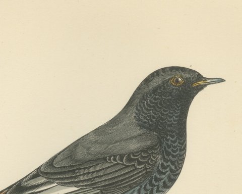 Blackstart or Black Redstart Pair on a Rock, Hand Colored Print, 1896, close-up 1