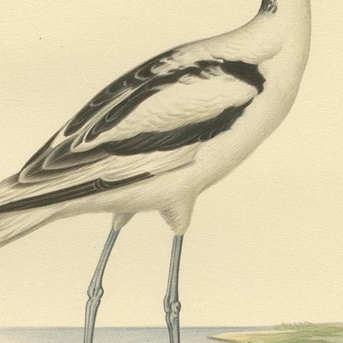 Antique Bird Print of the Pied Avocet by Von Wright '1929', close-up 2