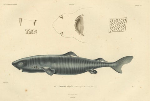 Rare Hand-Colored Antique Engraving of A Greenland Shark, 1842, close-up 4