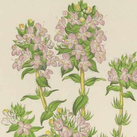 Striped Thyme and Kidneywort Violet, Hand-Coloured Botanical Print, 1874, close-up 6