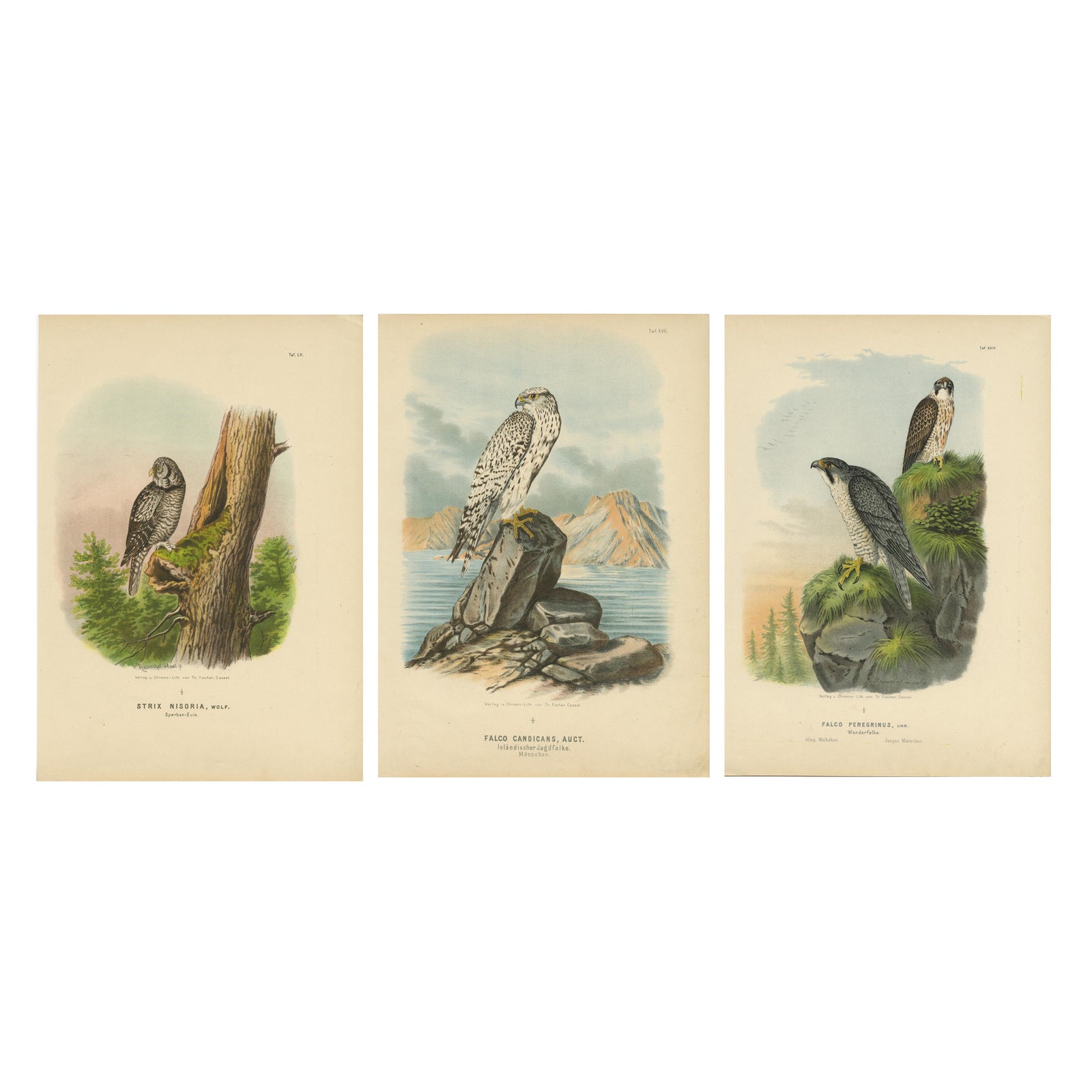 Falcons and Owls, Set of Three Antique Bird Prints, 19th Century c.1894
