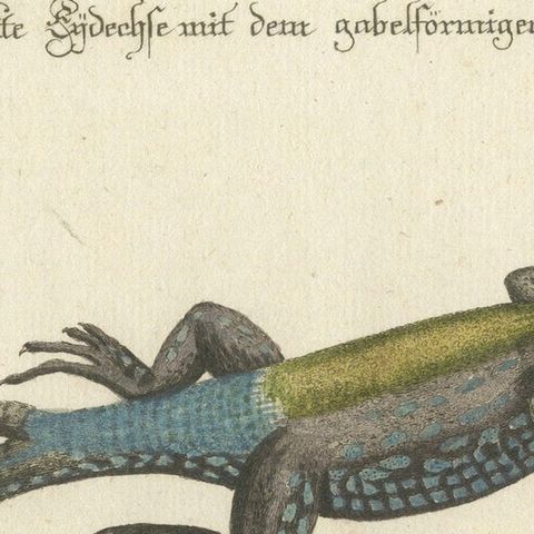Exotic Jamaican Lizards: The Large Spotted Fork-Tailed Lizard Engraved, c.1773, close-up 5