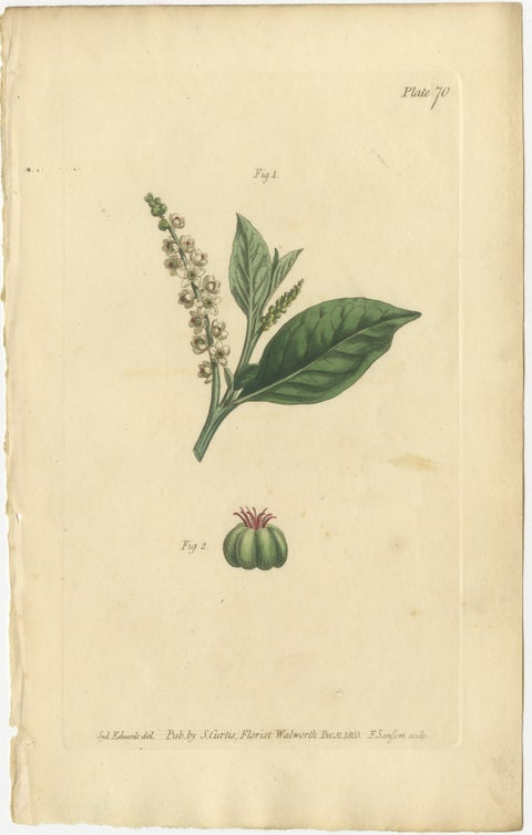 Antique Botanical Engraving of Pokeweed (Phytolacca) - 1803 Floral Print, view 2