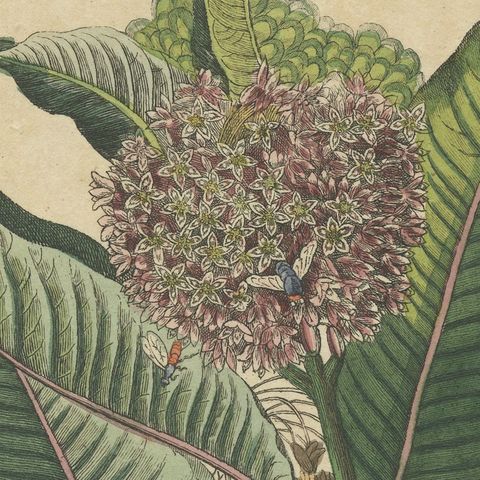 Common Milkweed with Seed Pods and Details, Antique Bertuch Print, circa 1818, close-up 1