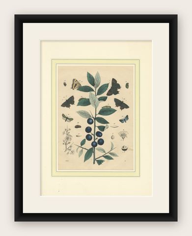 1848 Hand-Colored Lithograph of Butterflies, Caterpillars and Blackthorn Plant, shown framed