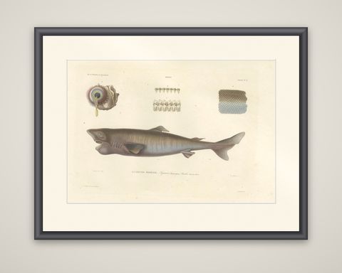 Antique Print of Greenland Shark with Detail Views, Paris, circa 1845, shown framed