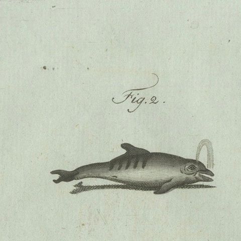 Original Antique Print of Orca, Whale and Dolphin by Bertuch, 1805, close-up 6