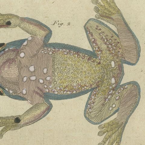 Four Tree Frogs Including a Blue Frog, Antique Bertuch Print, Vienna, circa 1815, close-up 1