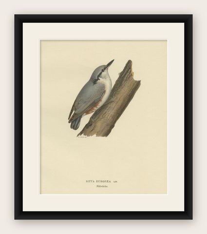 Attractive Antique Bird Print of the Eurasian Nuthatch, 1927, shown framed