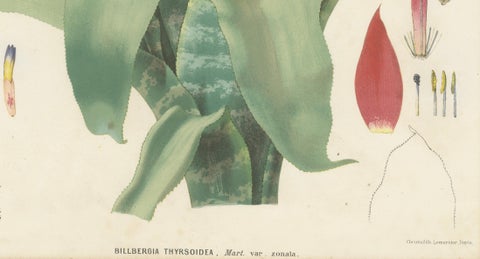 Antique Botanical Lithograph, Billbergia Thyrsoidea, de Vriese, 1856, close-up 4