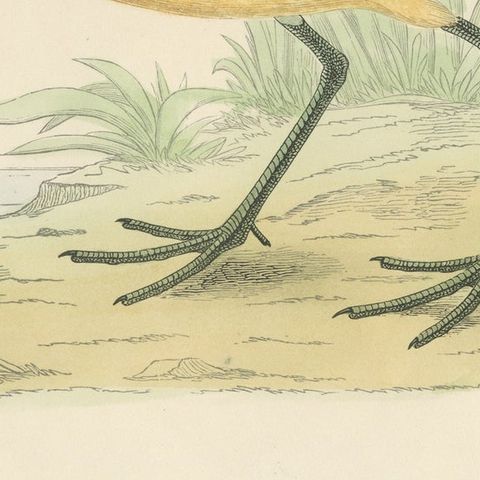 Original Antique Bird Print of a Brown Snipe, close-up 2