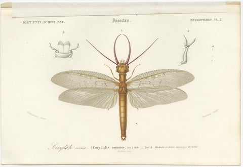 Set of 3 Antique Prints of a Lantern Fly, Cicada and the Eastern Dobsonfly, view 4