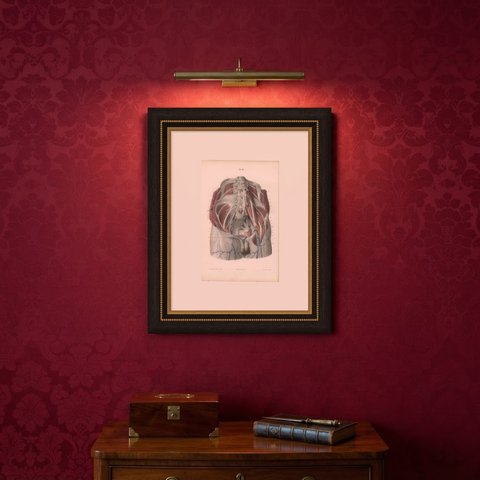 The Lumbar Plexus and the Groin, Antique Hirschfeld Anatomy Print, 1866, shown framed on a wall