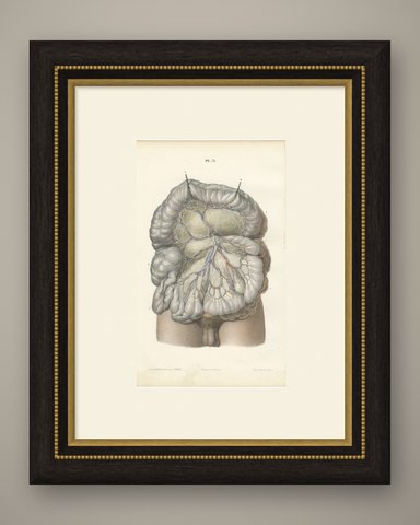 Nerves of the Mesentery and Intestine, Antique Hirschfeld Anatomy Print, 1866, shown framed