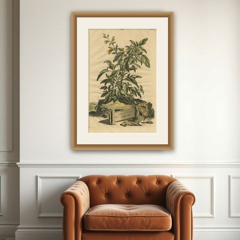 Botanical Illustration of Yellow Variegated Sage from Munting’s 1696 Herbal, shown framed on a wall