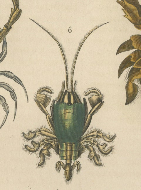 Crustacean Varieties in Drapiez's Natural Sciences Dictionary, 1845, close-up 6