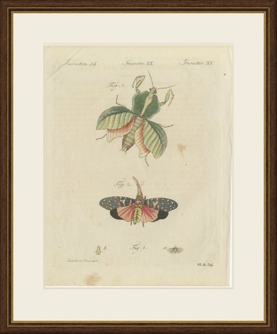 Walking Leaf and Chinese Lantern Fly, Antique Bertuch Print, Vienna, circa 1805, shown framed