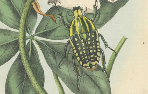 1858 Hand-Colored Lithograph of Flower Beetles on a Blossom, close-up 2