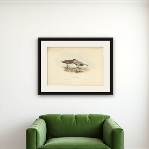 Antique Bird Print of The Sanderling by Gould, 1832, shown framed on a wall