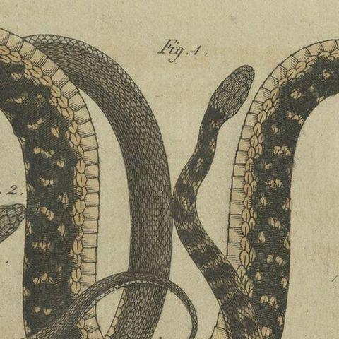 Hand-colored EngravingS of Five various Snakes, incl Dahl's Whip Snake, ca.1800, close-up 4