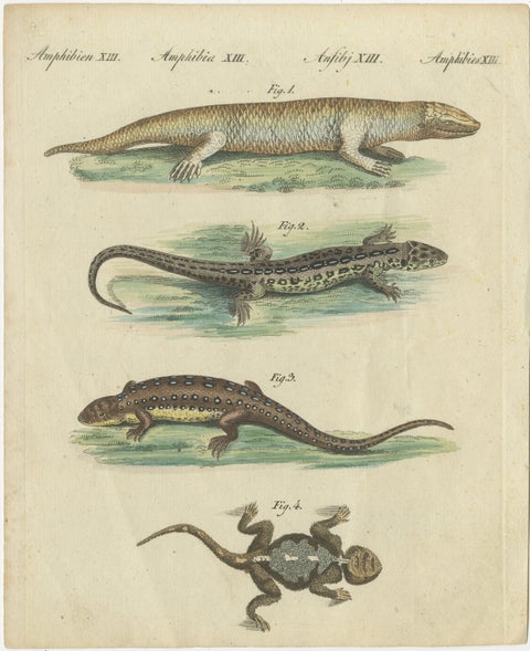 Antique Handcolored Engraving of Lizards and Newts, c.1800, view 2