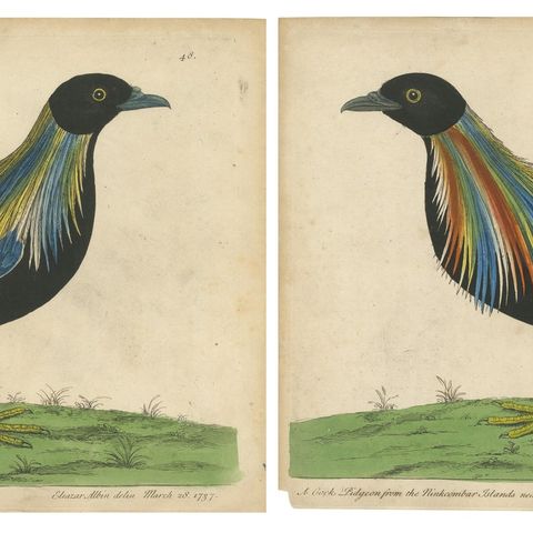 Set of 2 Antique Bird Prints of Pigeons from the region of Pegu, Myanmar, 1740, close-up 1