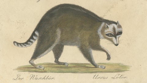 Raccoon, Honey Badger & Wolverine, Brodtmann Lithograph, 1816, close-up 4