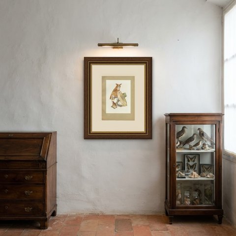 Striped Owl, Barn Owl and Pygmy Owl, Brazilian Bird Print, Descourtilz, 1944, shown framed in a room