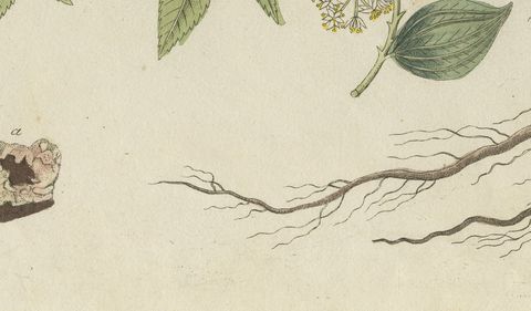 Manna Ash and Sarsaparilla Medicinal Plants, Antique Bertuch Print, circa 1805, close-up 2