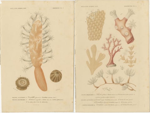 Marine Splendor: Hand-Colored Zoophytes of the 19th Century, view 4