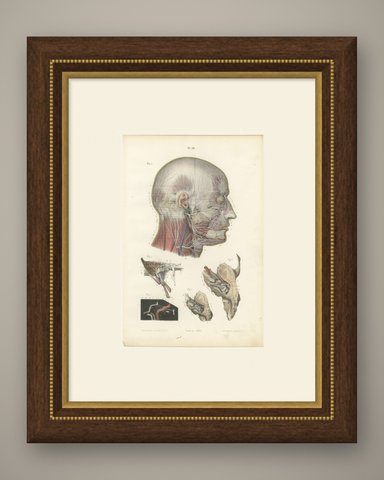 Superficial Nerves of the Head and Neck, Antique Hirschfeld Anatomy Print, 1866, shown framed