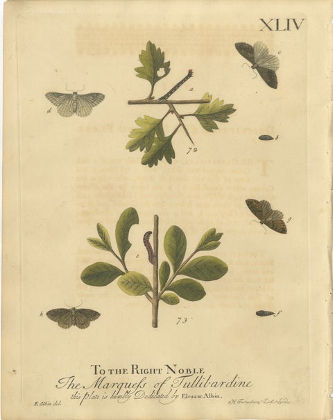 English Moths on Oak, Hand-Colored Insect Engraving, Eleazar Albin 1720, view 2