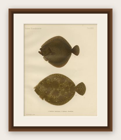 Turbot and Brill - Majestic Scandinavian Flatfish Lithograph, 1895, shown framed
