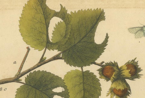 English Moths on Hazel Branch with Nuts, Antique Insect Engraving, Albin 1720, view 3